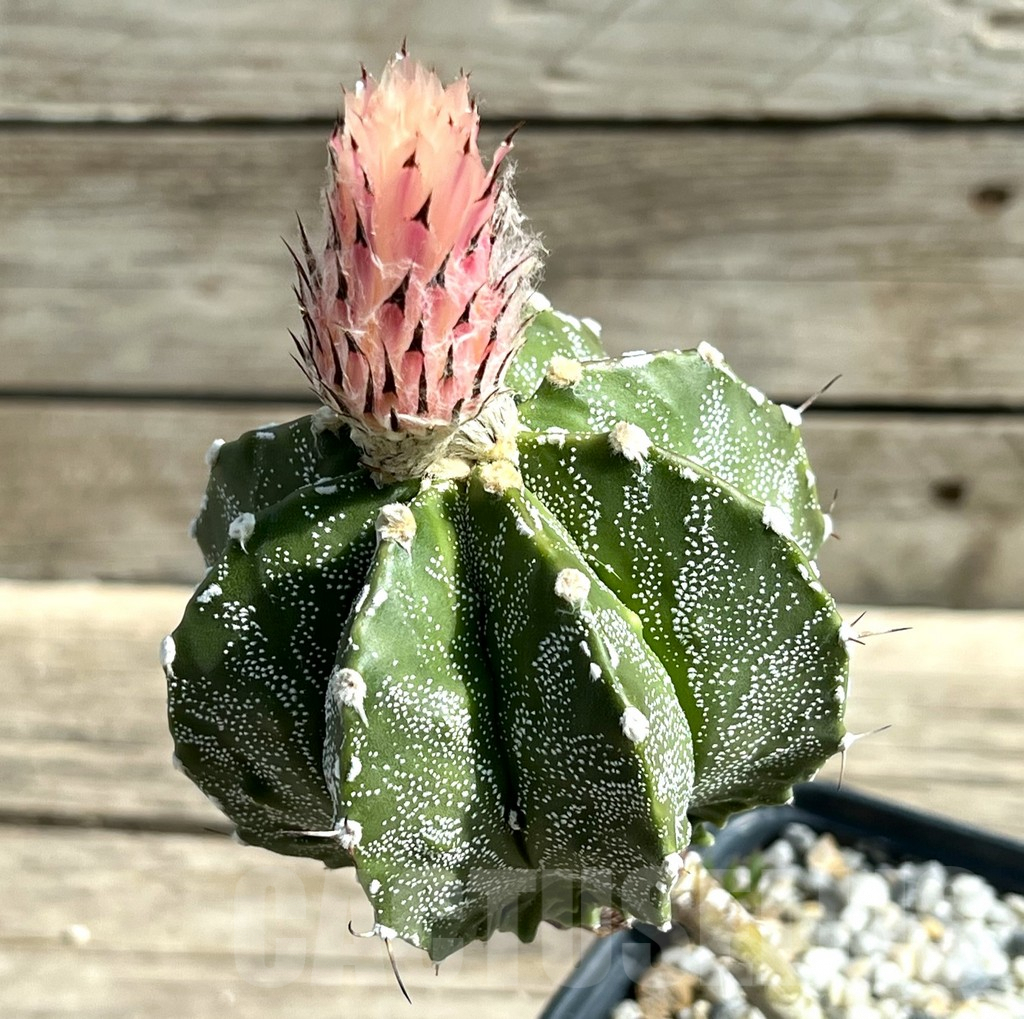 SHPR29893 Astrophytum ornatum hybrid, grafted - Image 2