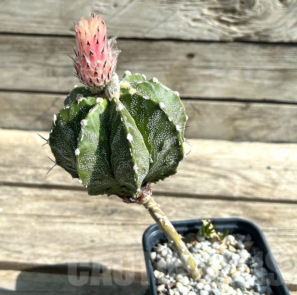 SHPR29893 Astrophytum ornatum hybrid, grafted - Image 3