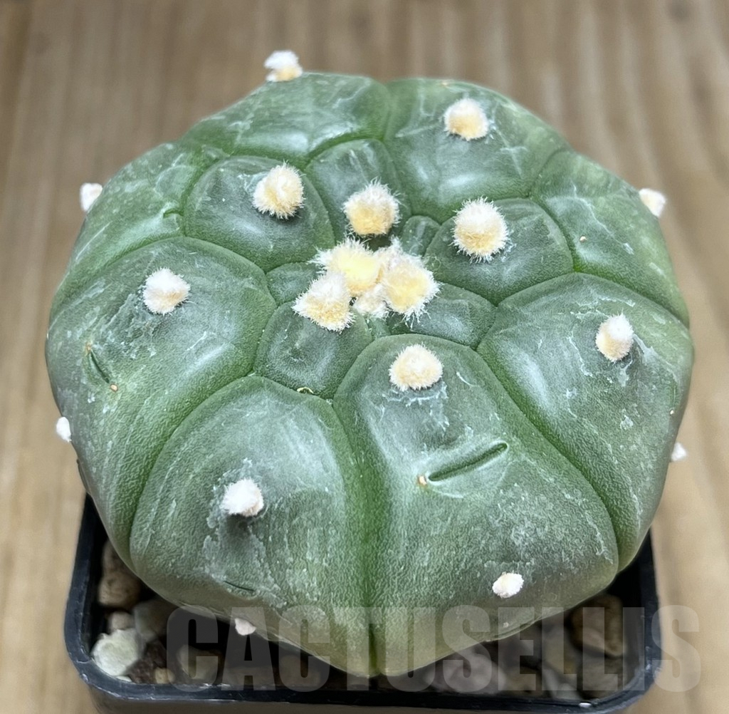 SHPR29896 Astrophytum asterias ‘Kikko’