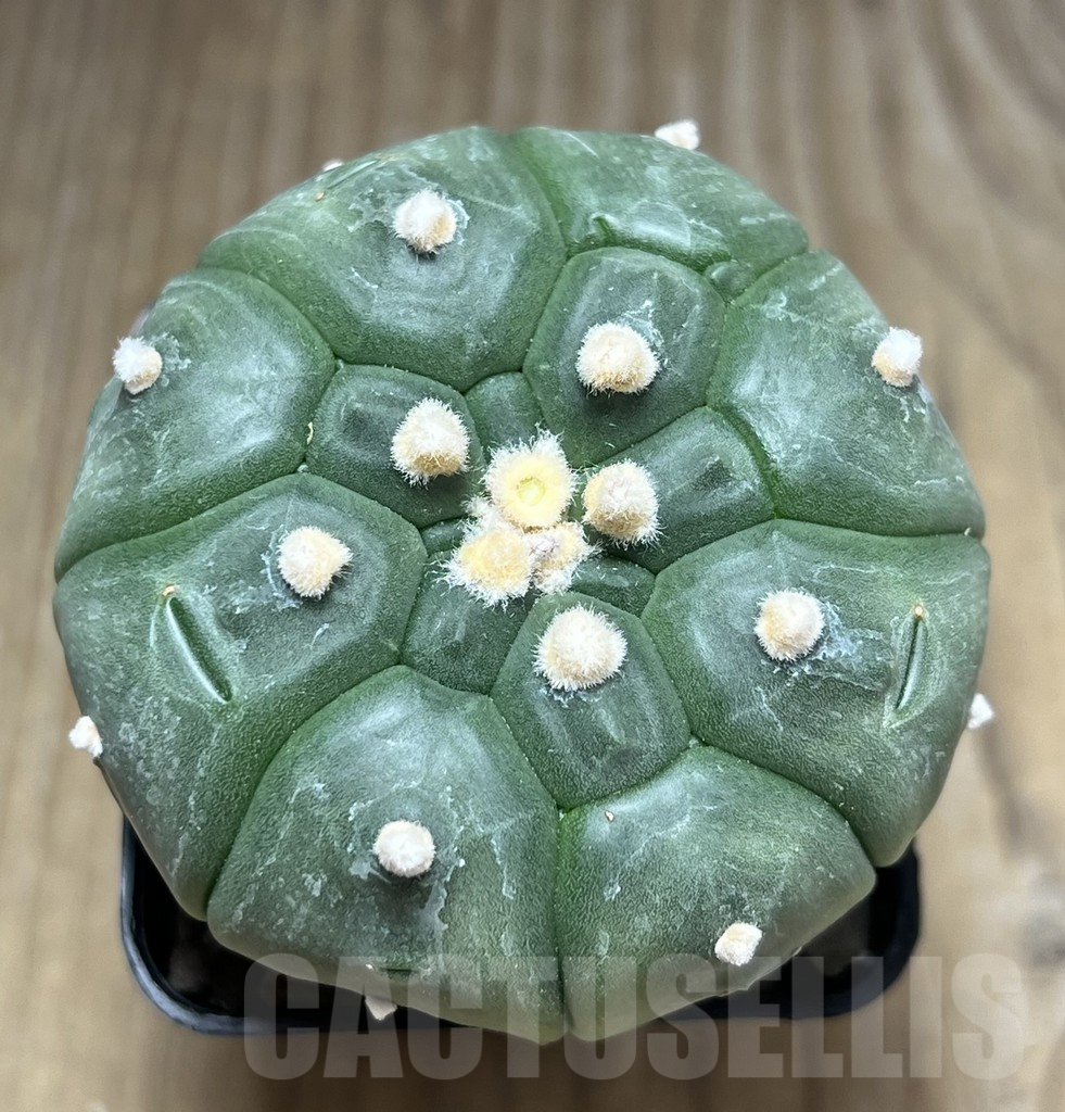SHPR29896 Astrophytum asterias ‘Kikko’ - Imagen 2