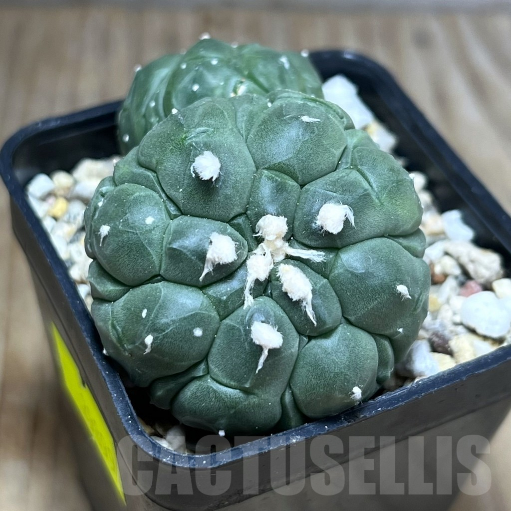 SHPR29899 Astrophytum asterias ‘Kikko Lizard Skin’