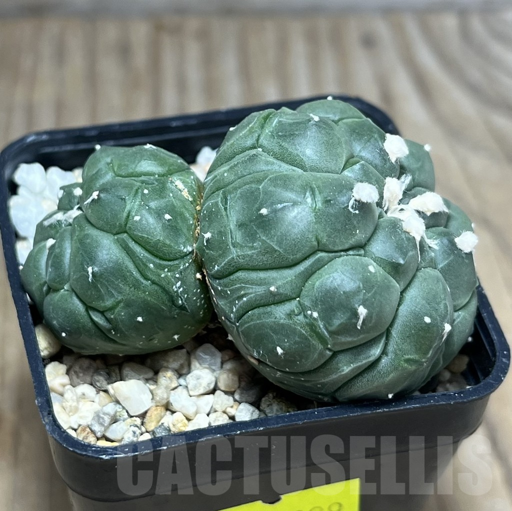 SHPR29899 Astrophytum asterias ‘Kikko Lizard Skin’ - immagine 2