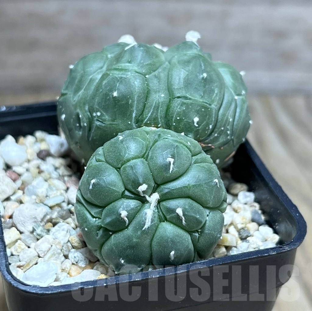 SHPR29899 Astrophytum asterias ‘Kikko Lizard Skin’ - immagine 3
