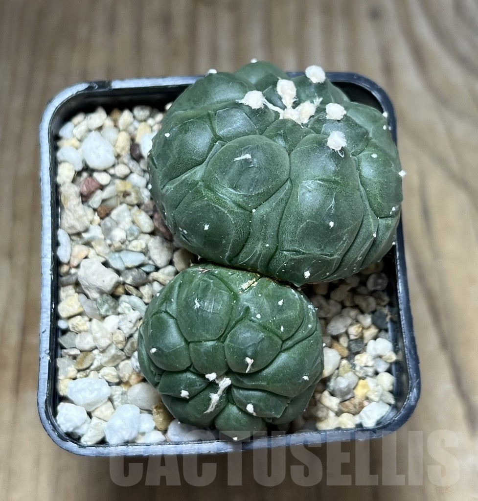 SHPR29899 Astrophytum asterias ‘Kikko Lizard Skin’ - immagine 4