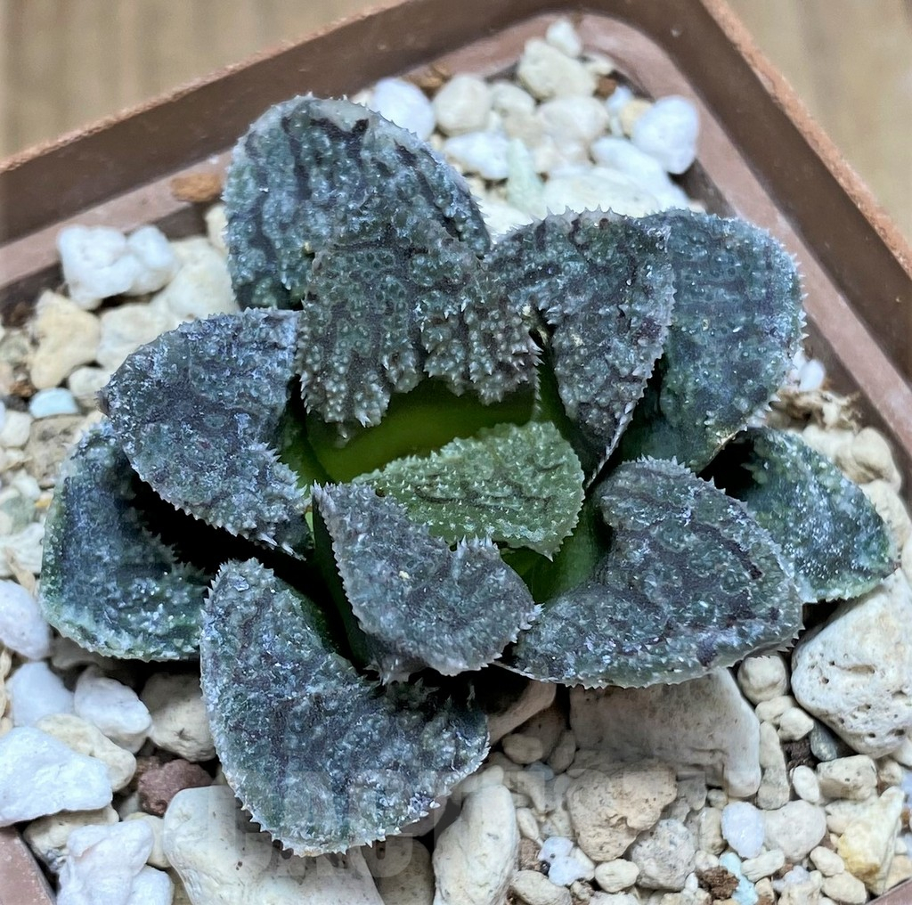 SHPR30788 Haworthia 'Mordor' - Image 3