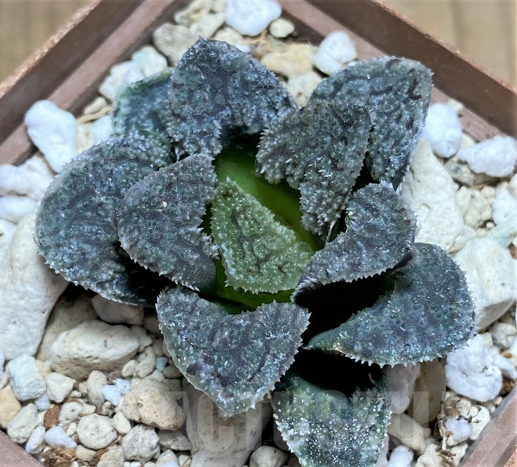 SHPR30788 Haworthia 'Mordor' - Image 2