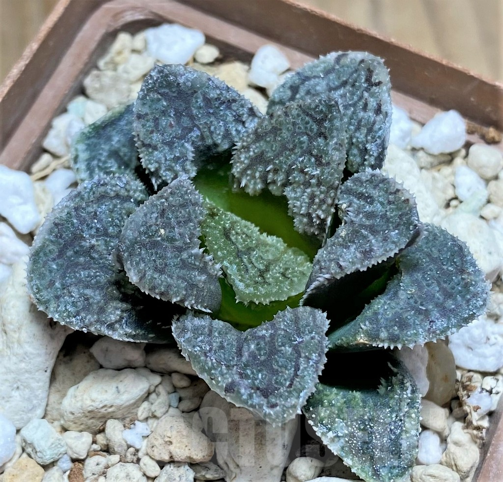 SHPR30788 Haworthia 'Mordor'