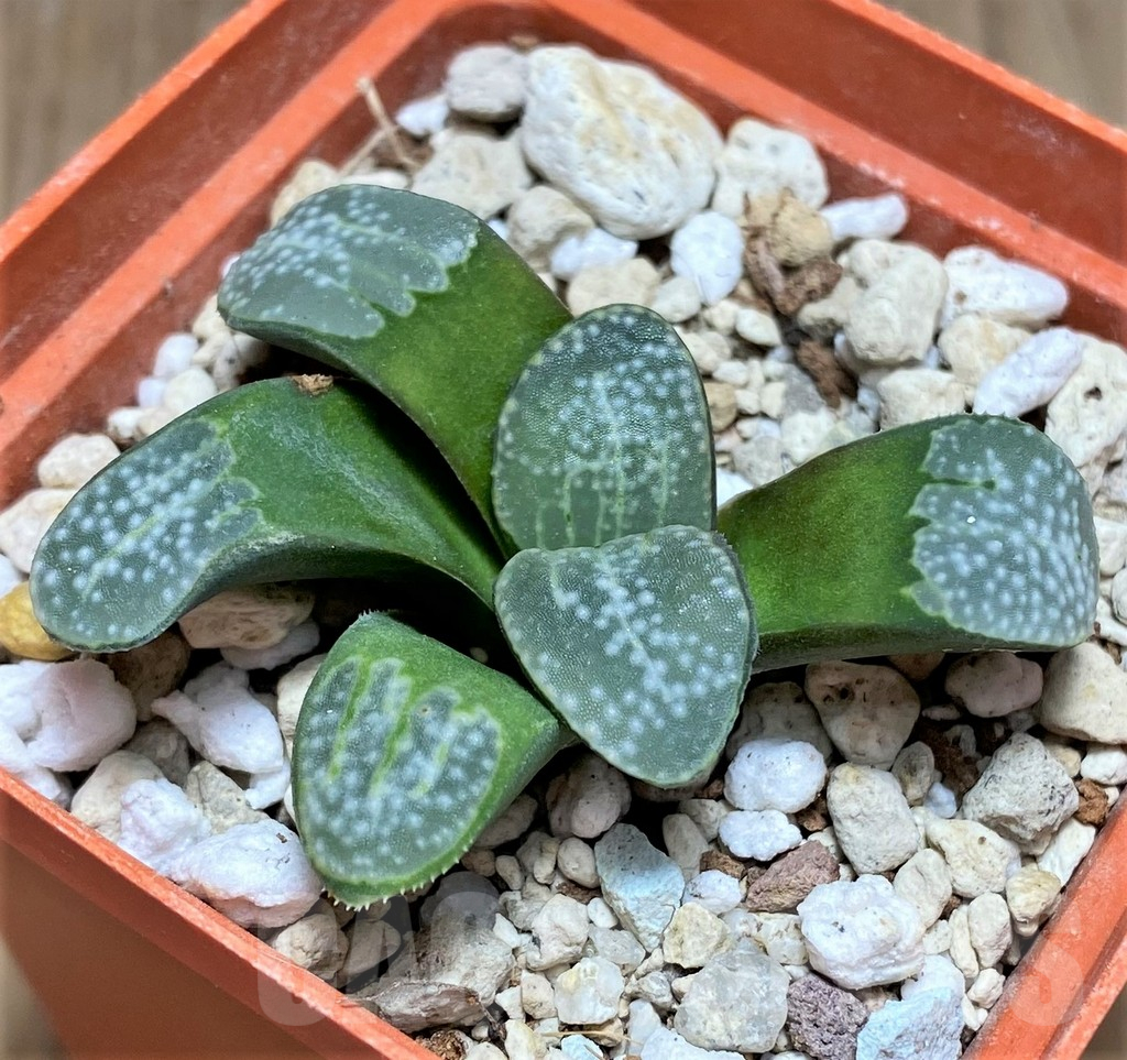SHPR30789 Haworthia groenewaldii - Image 2