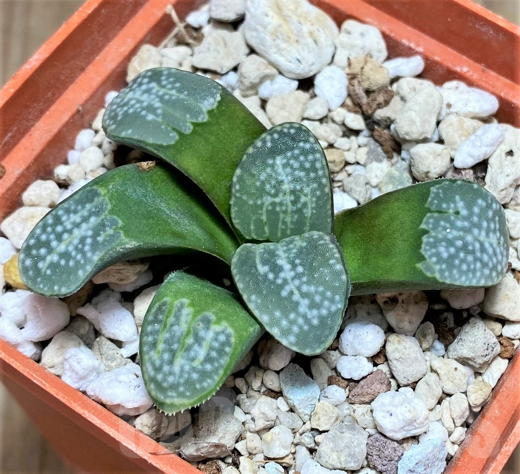 SHPR30789 Haworthia groenewaldii - Image 3