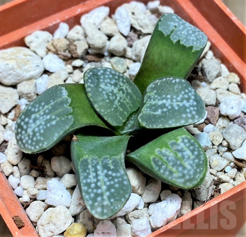 SHPR30789 Haworthia groenewaldii