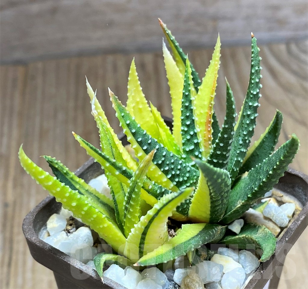 SHPR30793 Haworthia pumila f. variegata