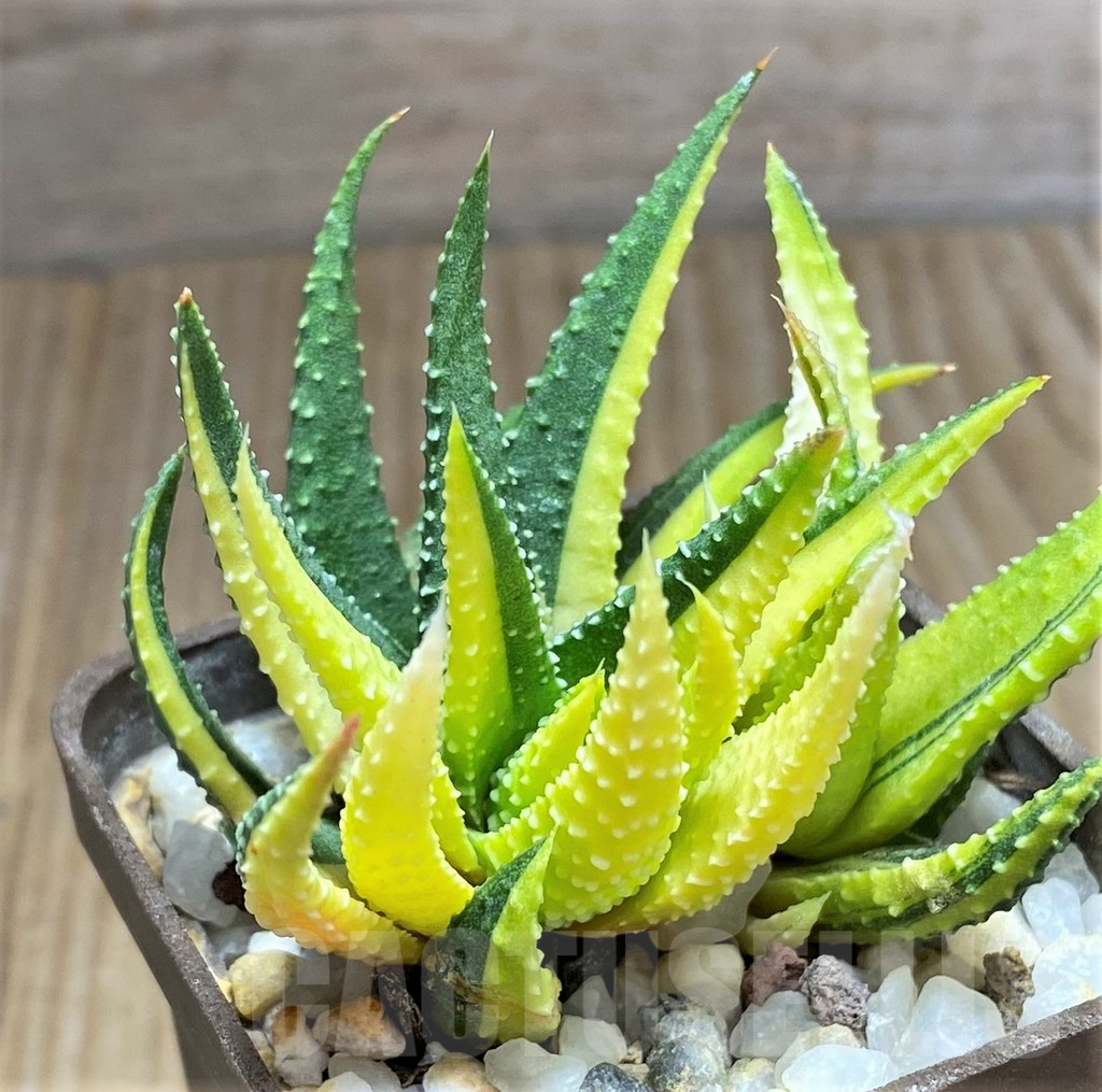 SHPR30793 Haworthia pumila f. variegata - immagine 2