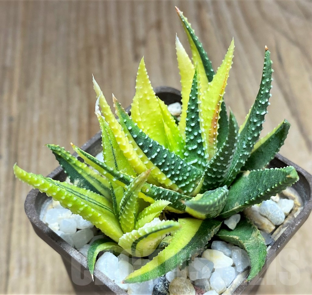 SHPR30793 Haworthia pumila f. variegata - immagine 3