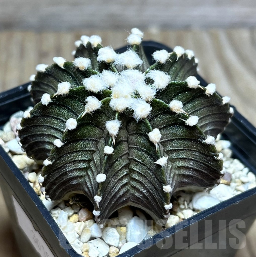 SHPR30156 Gymnocalycium friedrichii VOS 1241