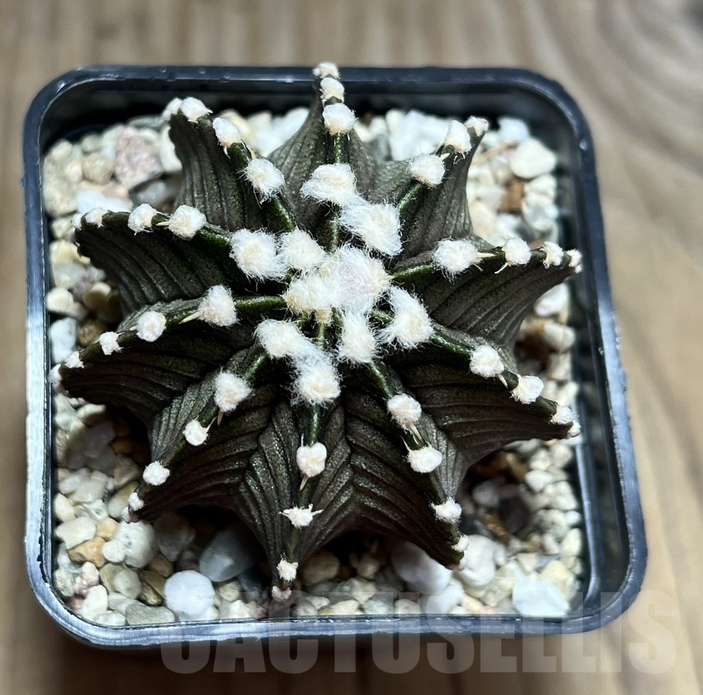 SHPR30156 Gymnocalycium friedrichii VOS 1241 - Image 2