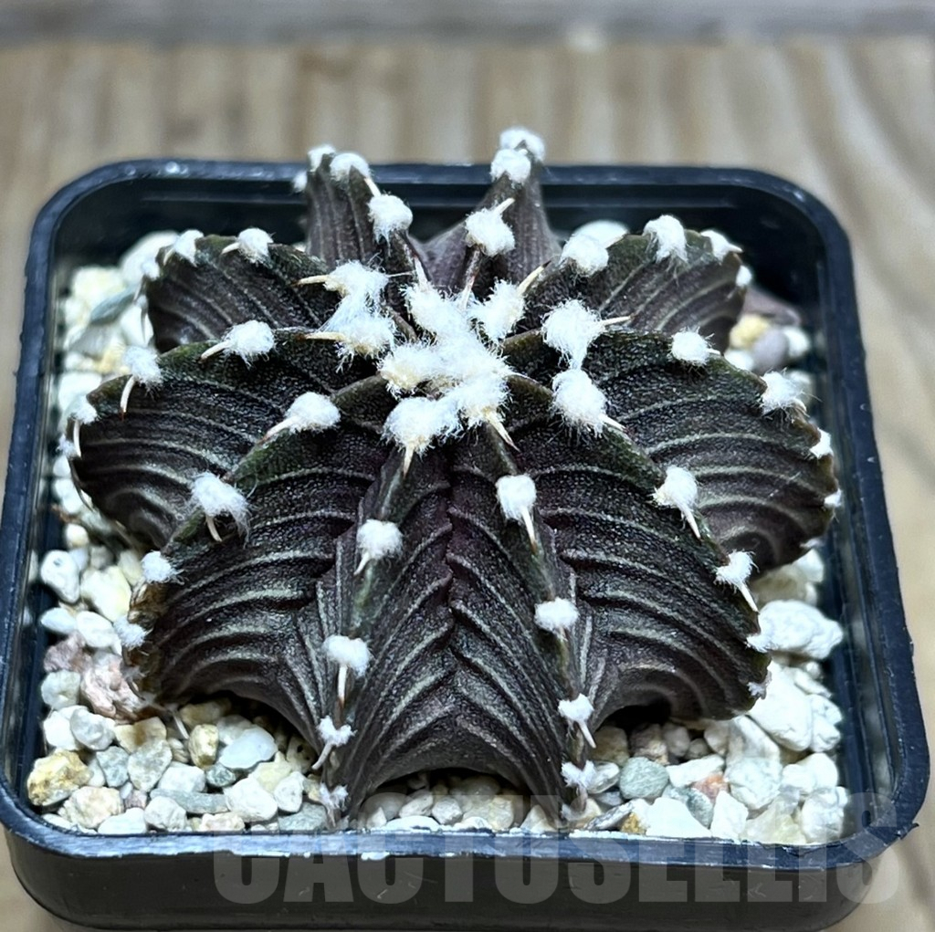 SHPR30157 Gymnocalycium friedrichii VOS 1241