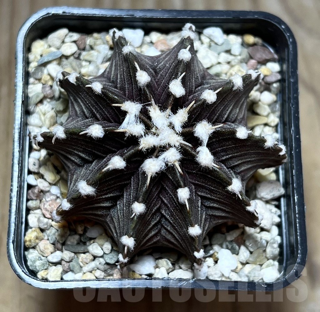 SHPR30157 Gymnocalycium friedrichii VOS 1241 - Image 2