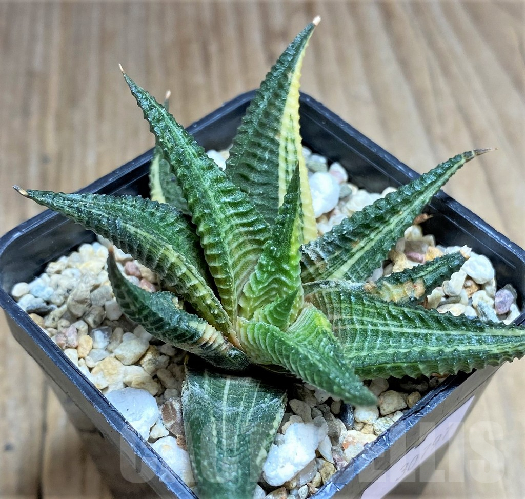 SHPR30797 Haworthia limifolia f. variegata - Image 2