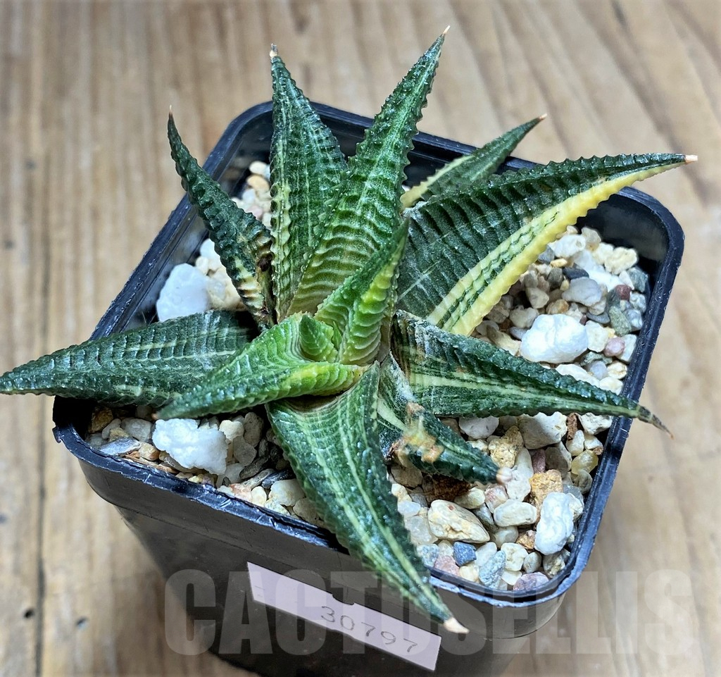 SHPR30797 Haworthia limifolia f. variegata - Image 3