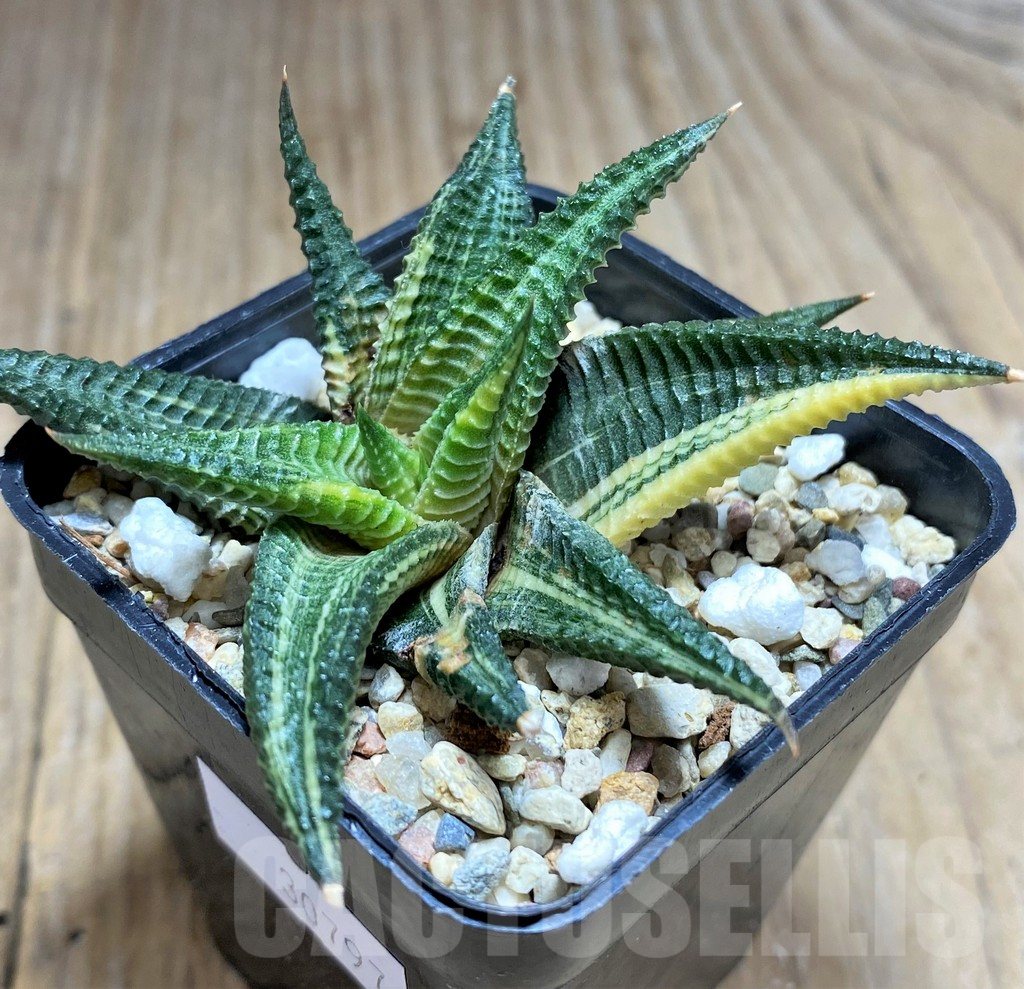 SHPR30797 Haworthia limifolia f. variegata