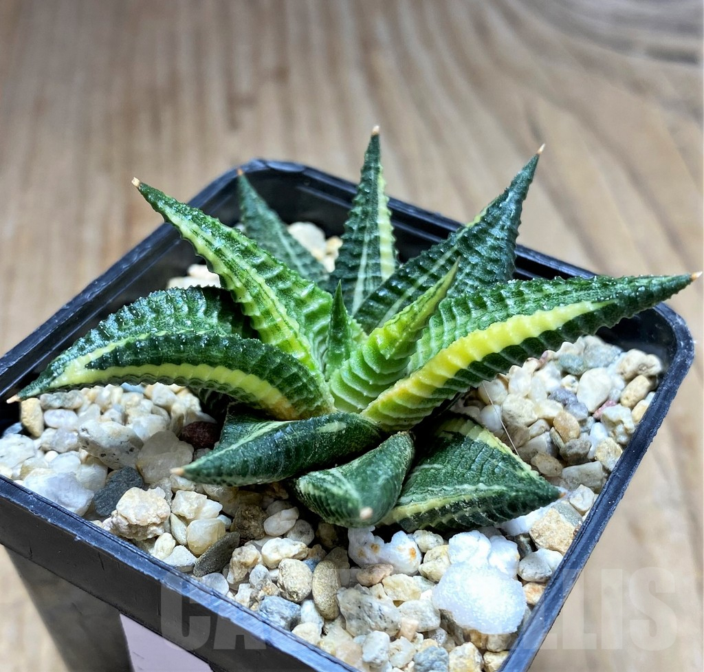 SHPR30798 Haworthia limifolia f. variegata - Image 2