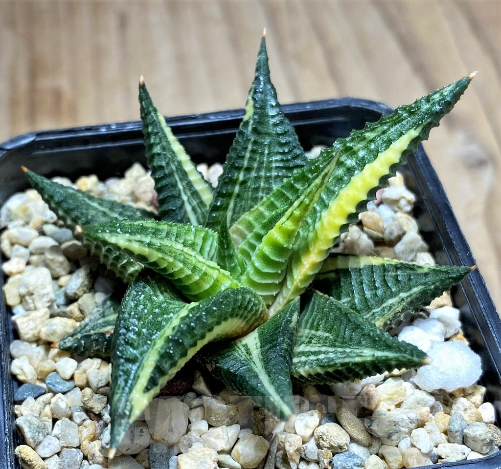 SHPR30798 Haworthia limifolia f. variegata - Image 3