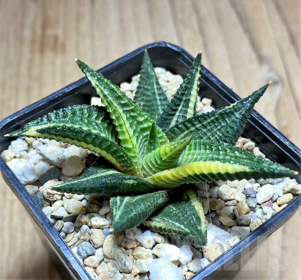 SHPR30798 Haworthia limifolia f. variegata