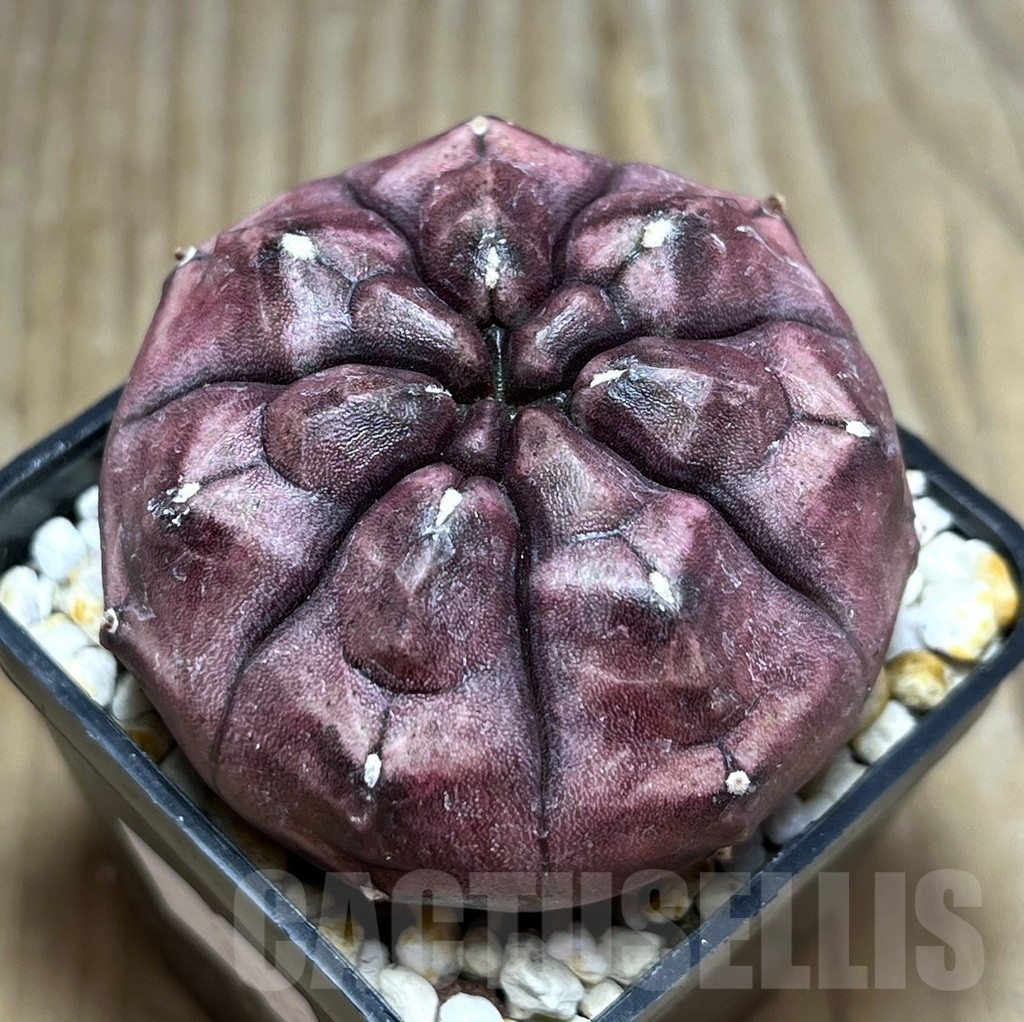 SHPR30161 Gymnocalycium mihanovichii ‘Day dream’