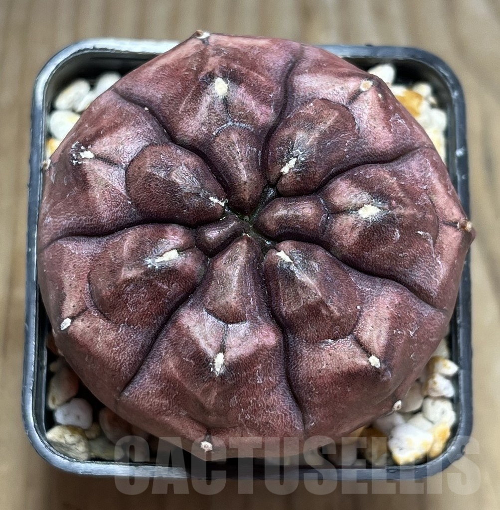 SHPR30161 Gymnocalycium mihanovichii ‘Day dream’ - Image 2