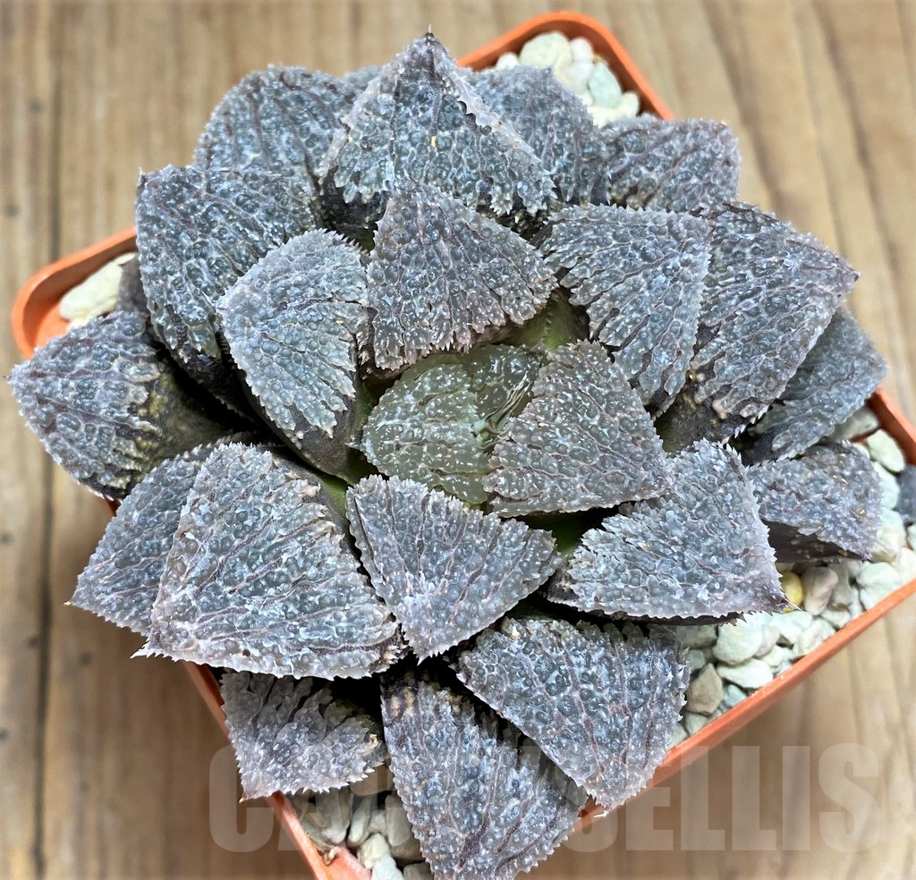 SHPR30800 Haworthia 'Gu vi Cheng'