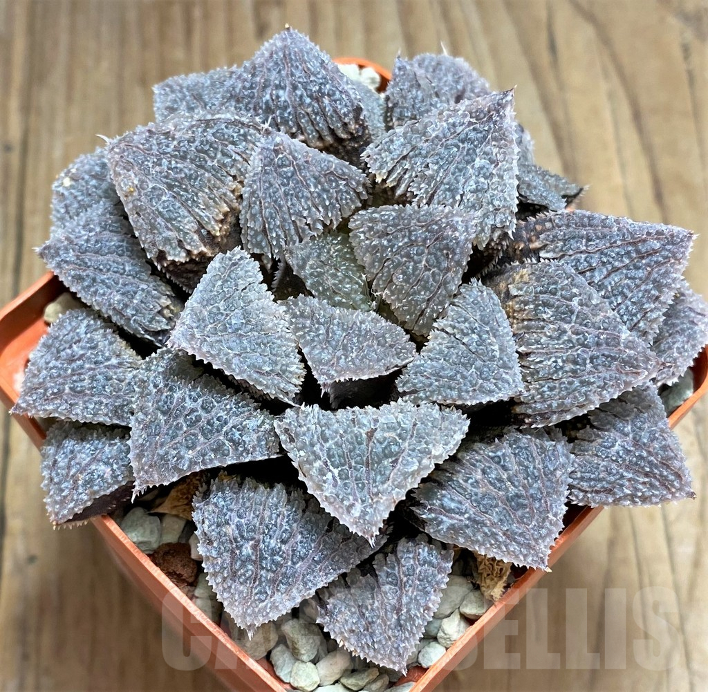SHPR30801 Haworthia 'Gu vi Cheng' - Image 2