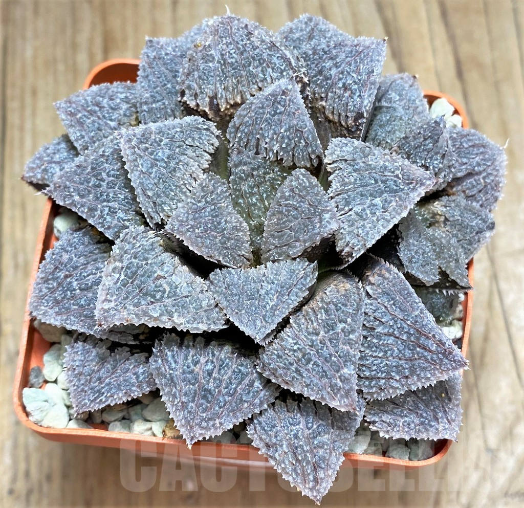 SHPR30801 Haworthia 'Gu vi Cheng'