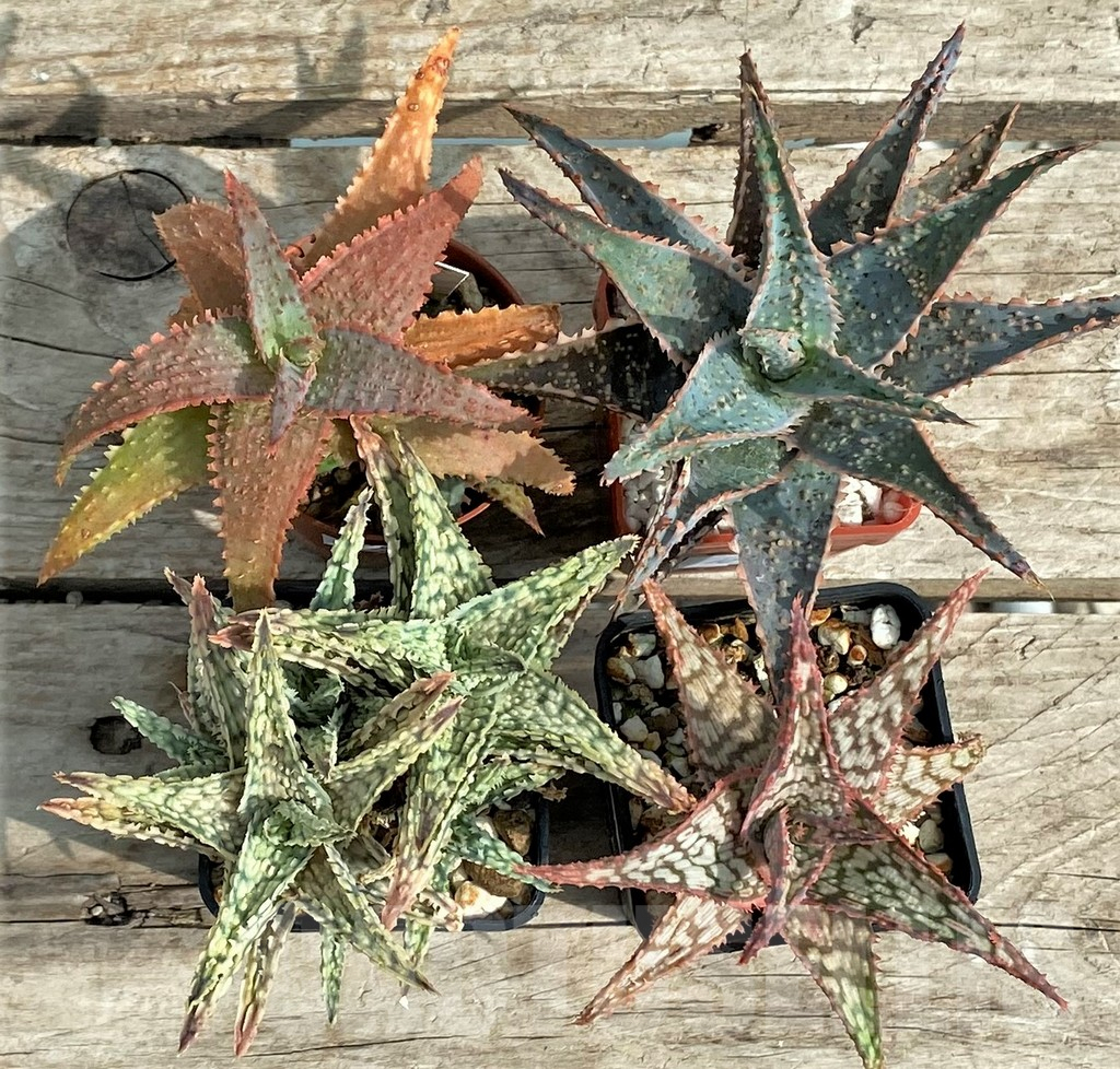 SET126 Aloe mix, 4 plants - Image 2