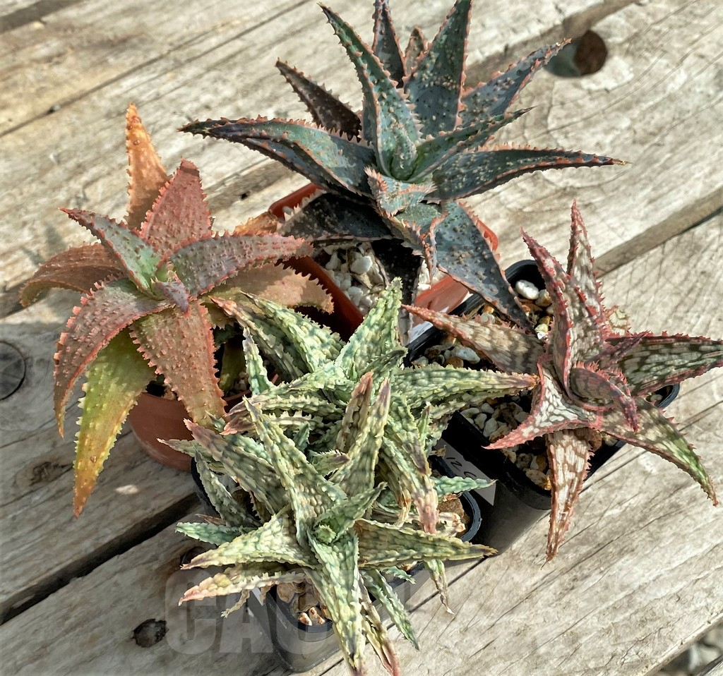 SET126 Aloe mix, 4 plants