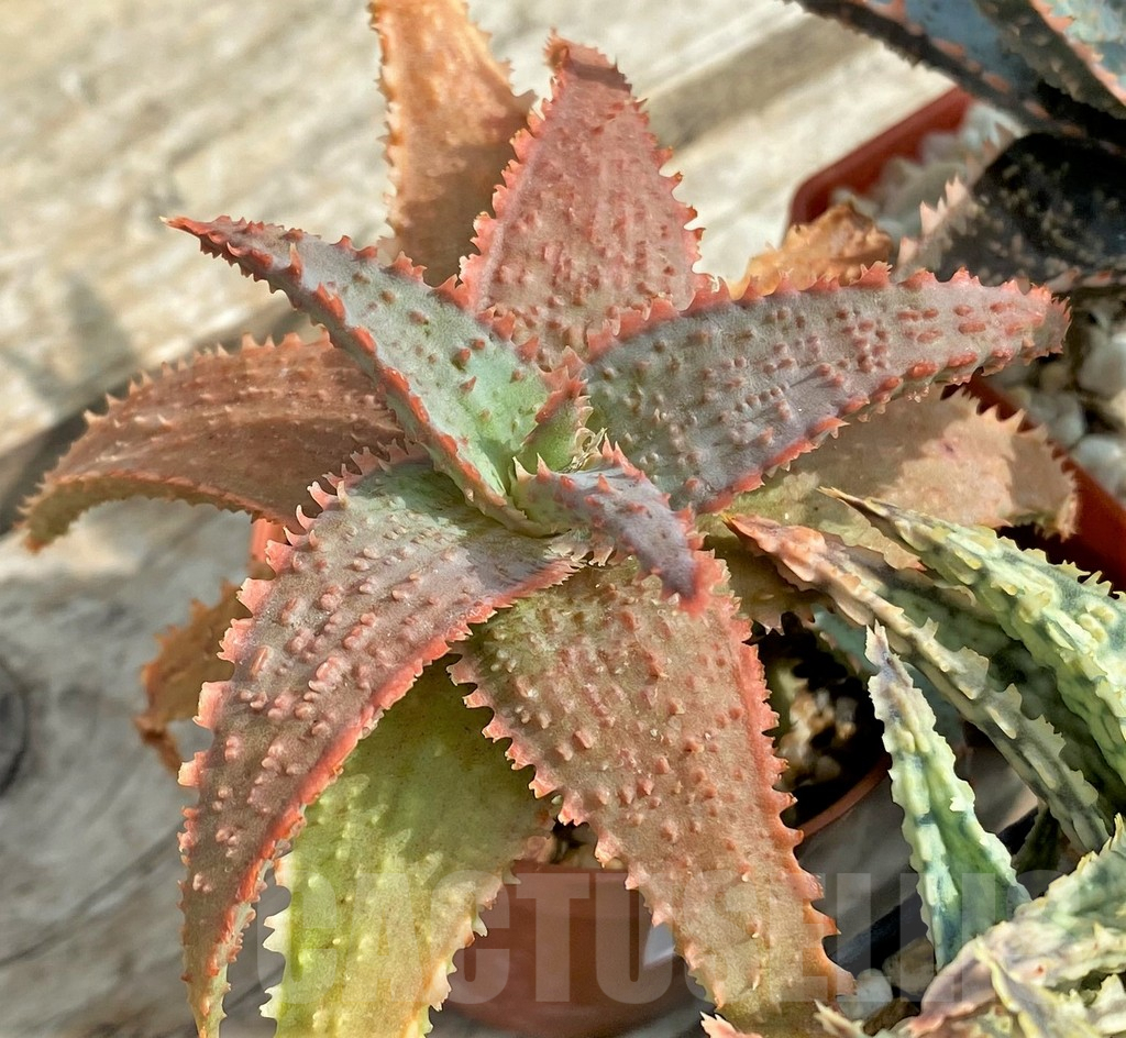 SET126 Aloe mix, 4 plants - Image 3