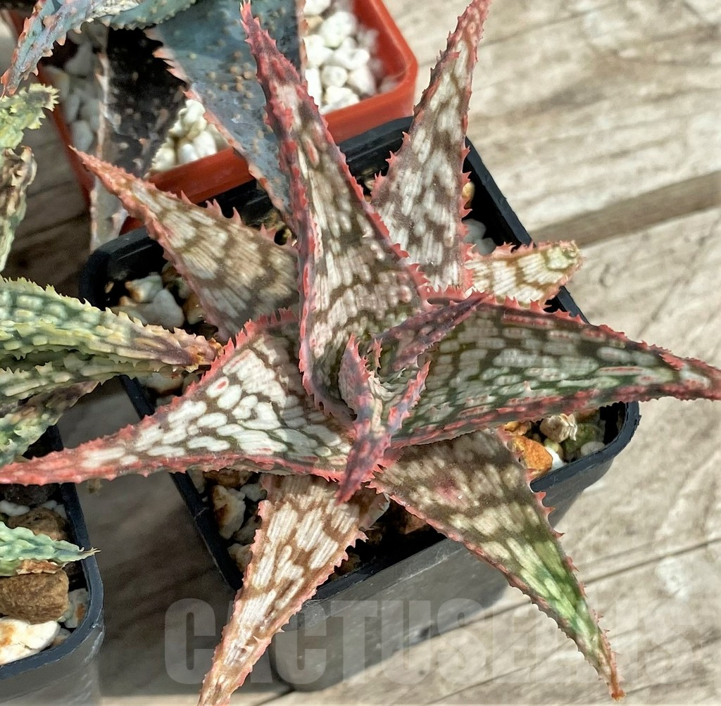 SET126 Aloe mix, 4 plants - Image 4