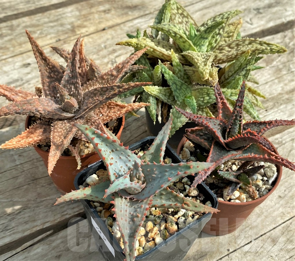 SET127 Aloe mix, 4 plants
