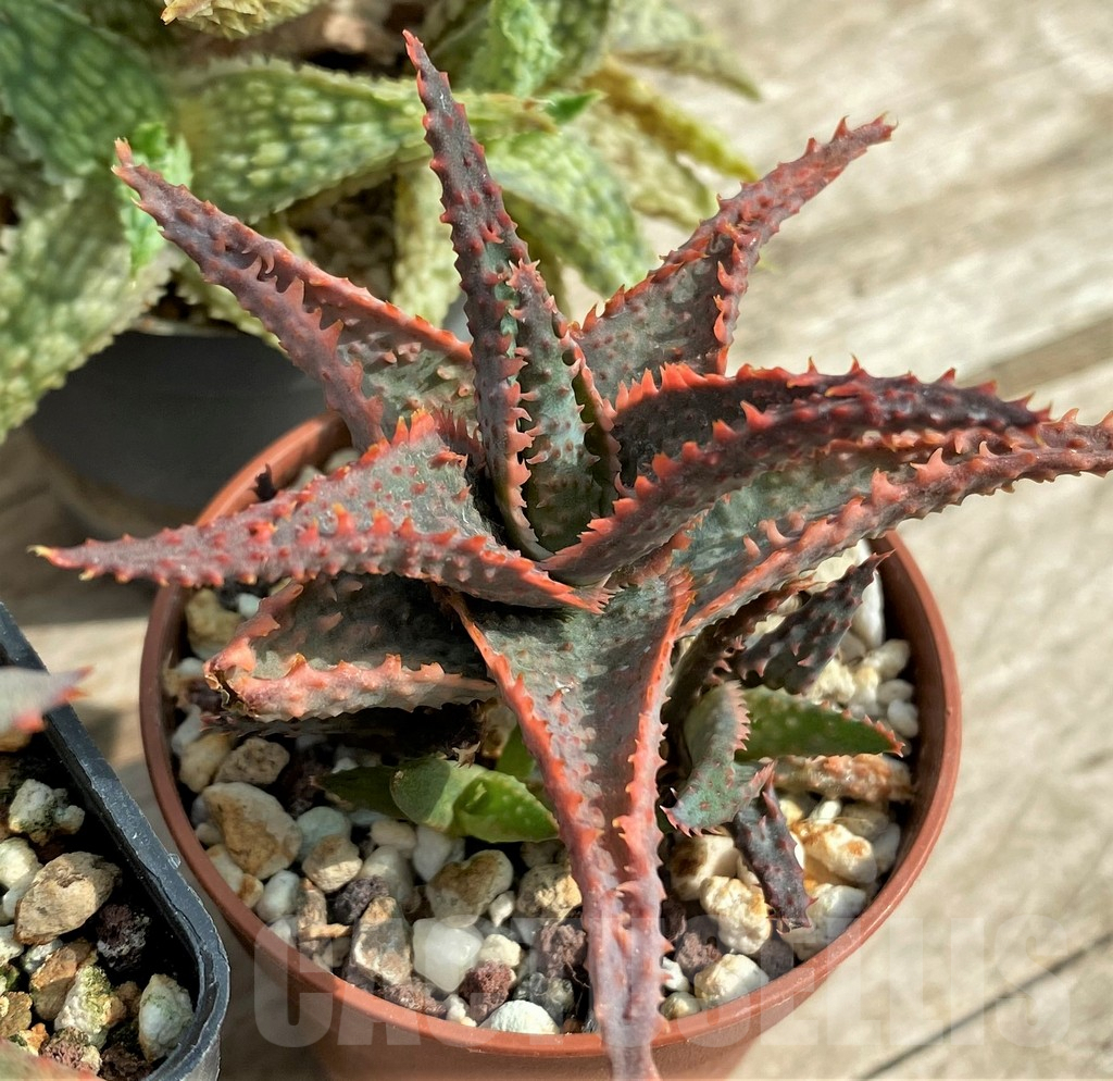 SET127 Aloe mix, 4 plants - Image 2