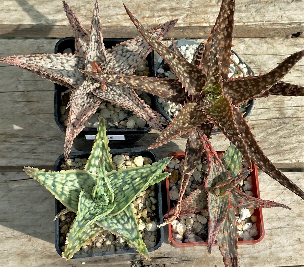 SET128 Aloe mix, 4 plants - Image 2