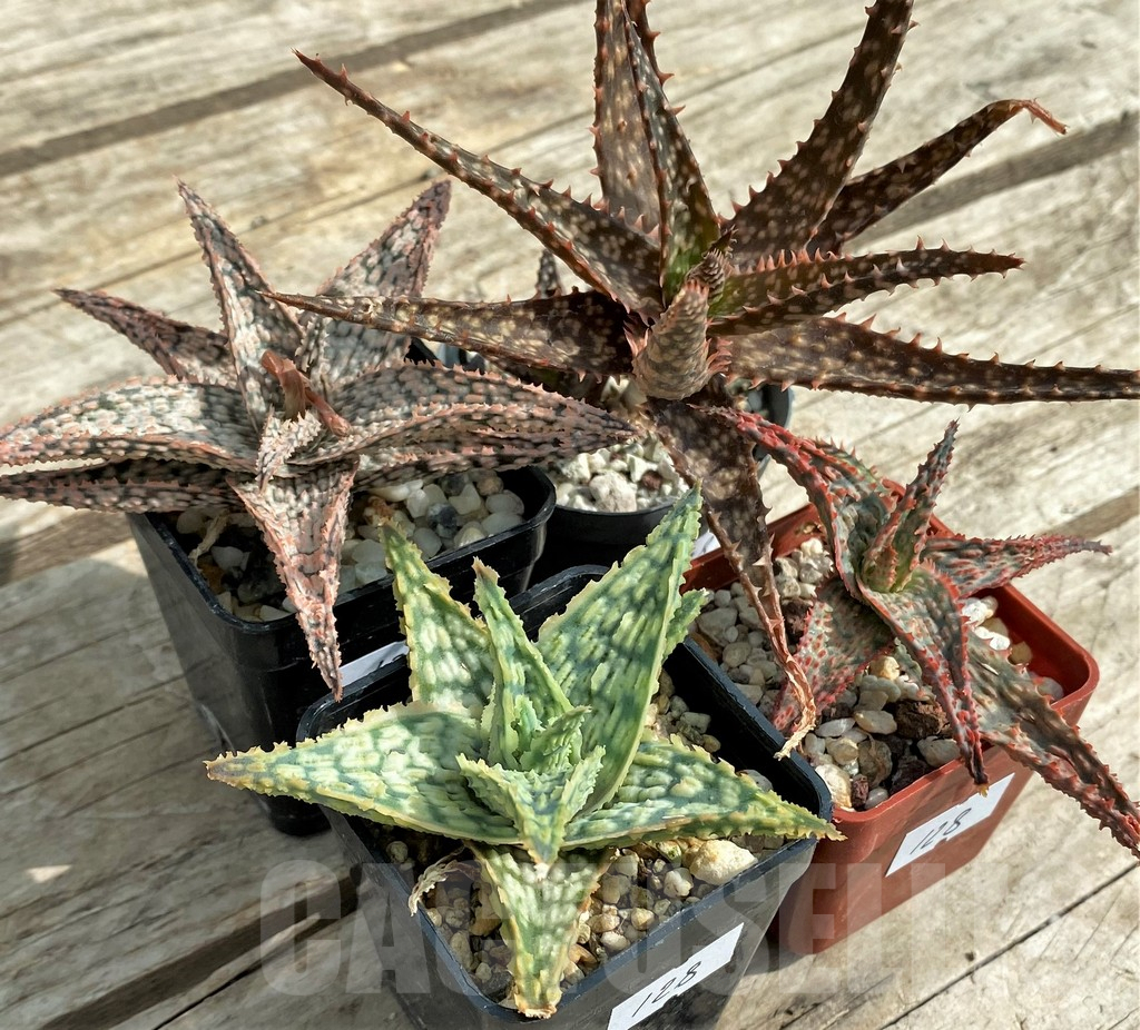 SET128 Aloe mix, 4 plants