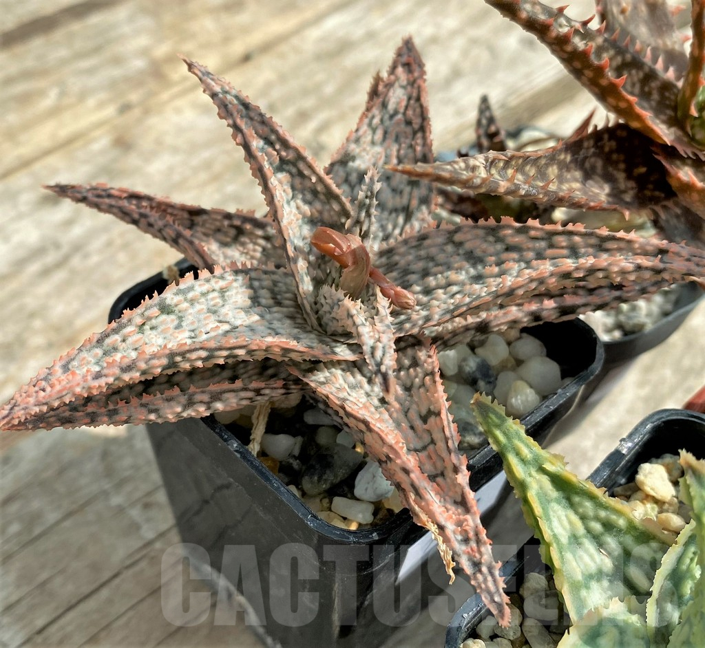 SET128 Aloe mix, 4 plants - Image 3