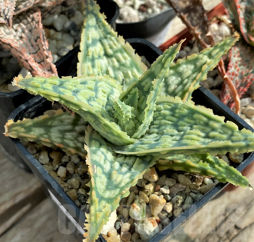 SET128 Aloe mix, 4 plants - Image 4