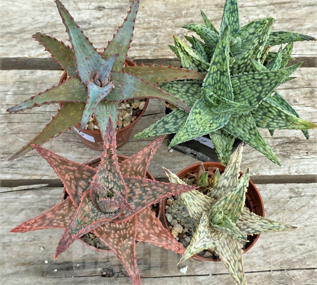 SET129 Aloe mix, 4 plants - 画像 (2)