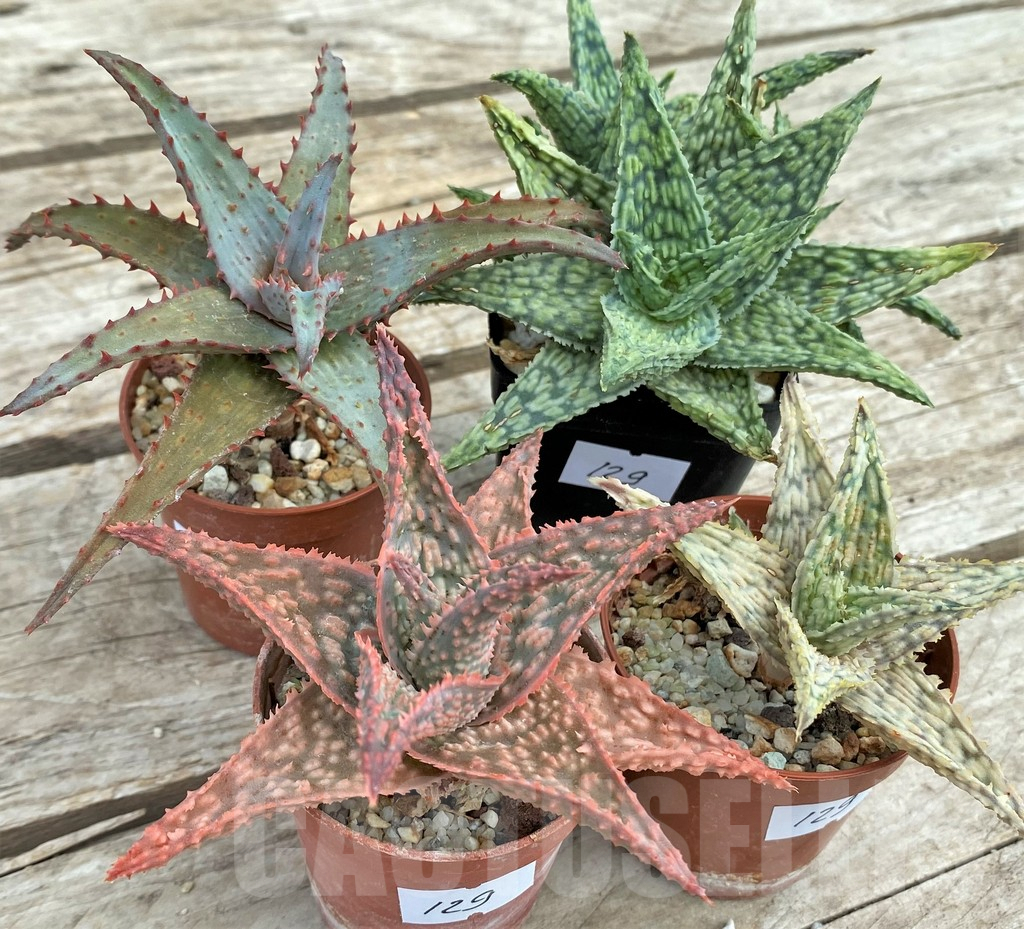 SET129 Aloe mix, 4 plants