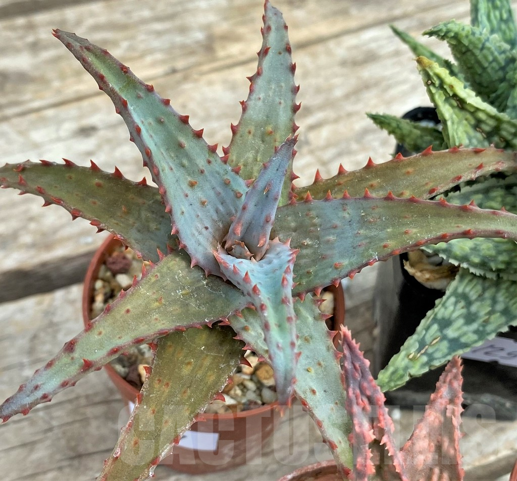 SET129 Aloe mix, 4 plants - 画像 (3)