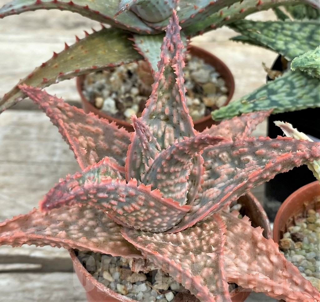 SET129 Aloe mix, 4 plants - 画像 (4)