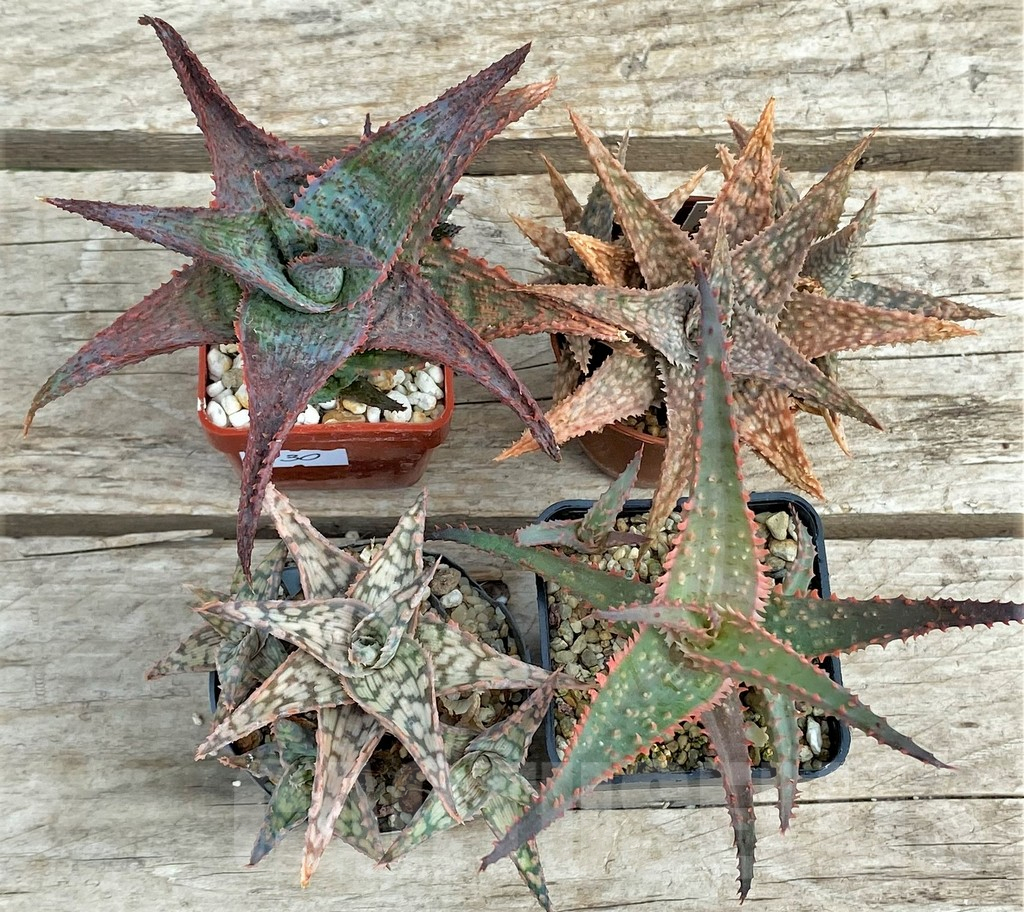 SET130 Aloe mix, 4 plants - Image 2