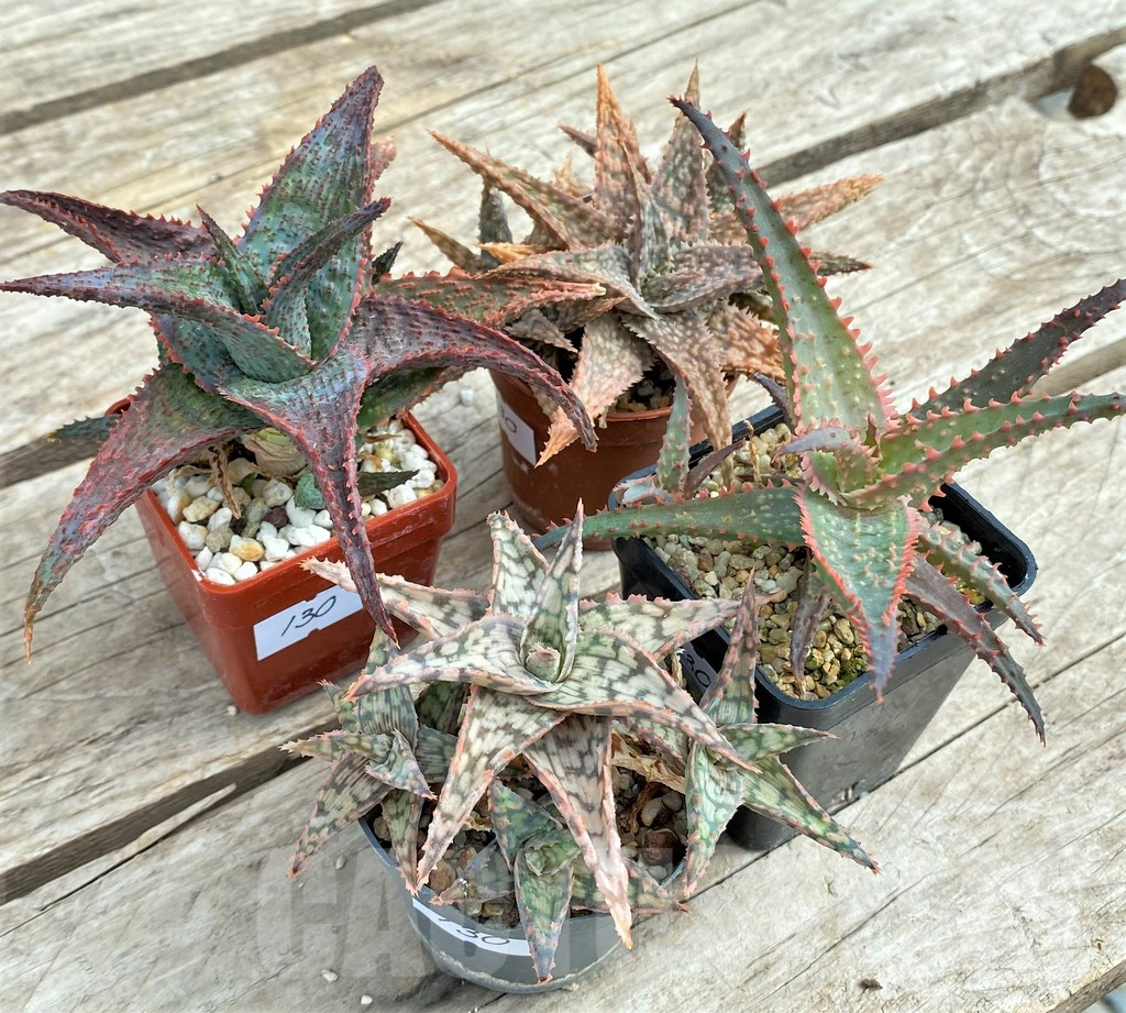 SET130 Aloe mix, 4 plants