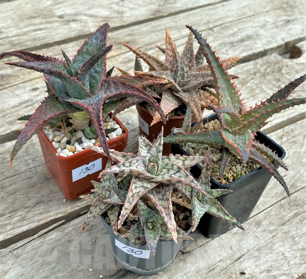 SET130 Aloe mix, 4 plants - Image 3