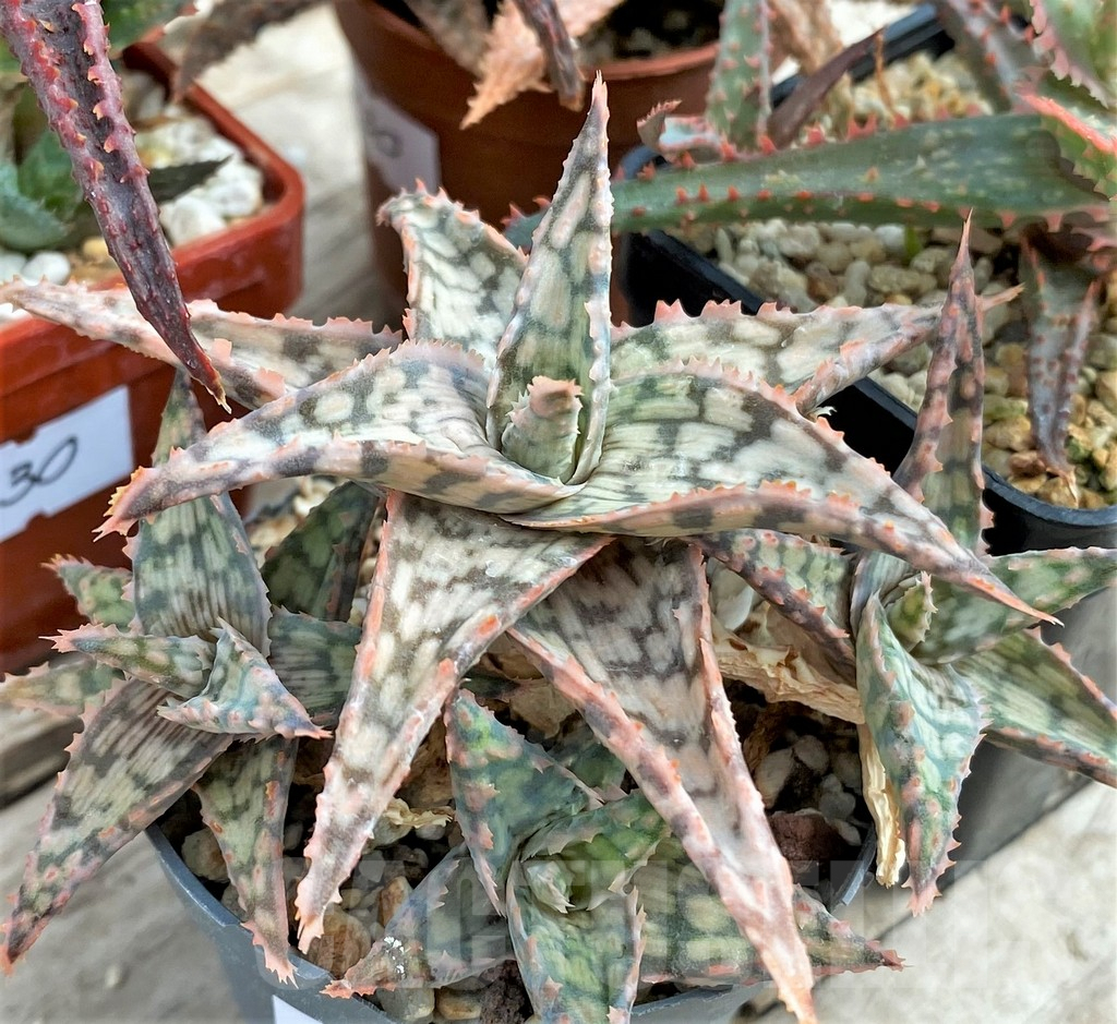 SET130 Aloe mix, 4 plants - Image 4